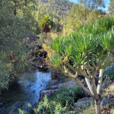 El Juncal de Tejeda la nature à proximité de Los Pinares