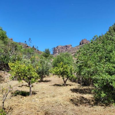 El Juncal de Tejeda la nature à proximité de Los Pinares