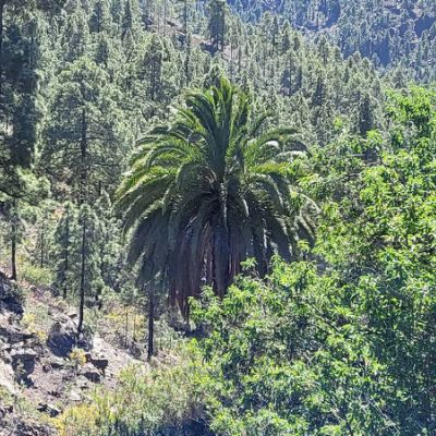 El Juncal de Tejeda la nature à proximité de Los Pinares
