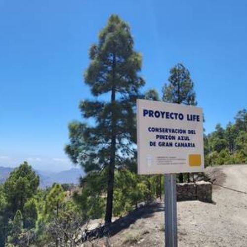 Panneau protection du pinzón azul