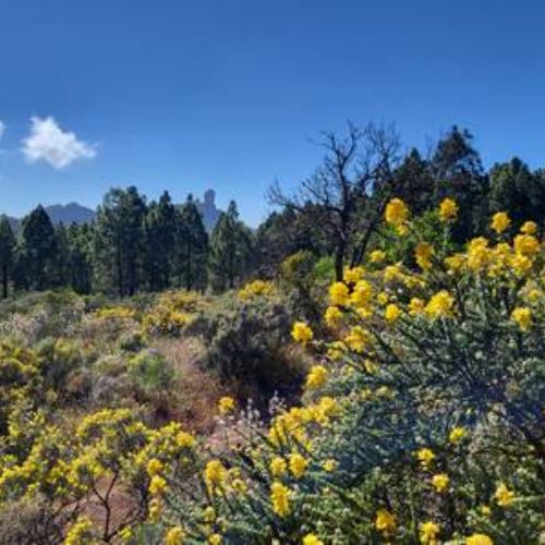 Sentier vers la Presa de las Niñas au printemps