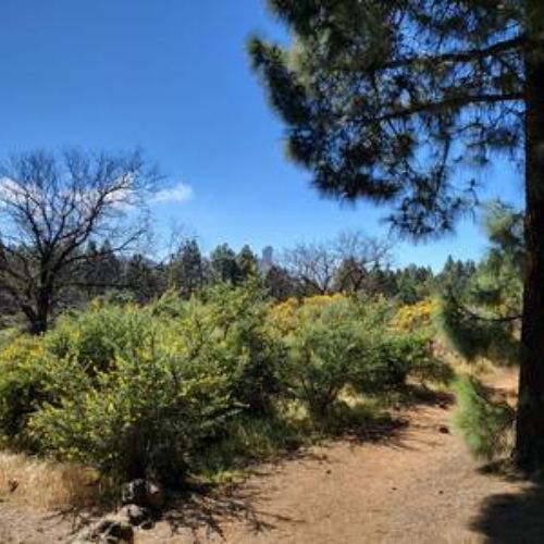 Sentier vers la Presa de las Niñas à travers lea forêt de pins