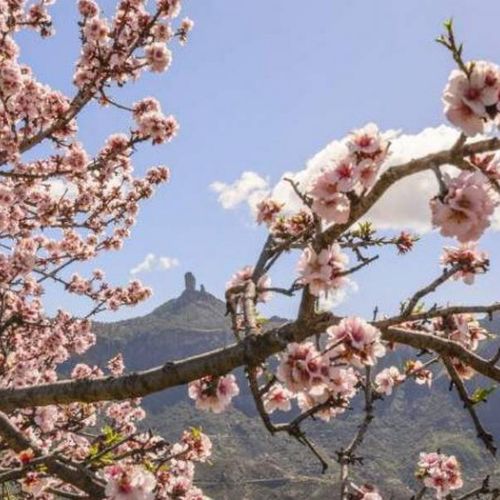 Amandier en fleurs avec lee Roque Nublo proche de El Juncal de Tejeda