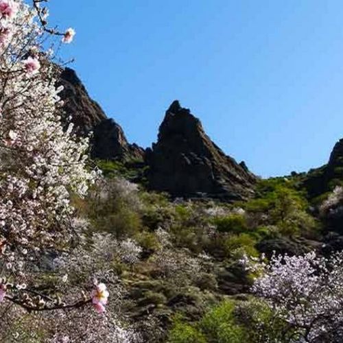 Amandier en fleurs à El Juncal de Tejeda 01