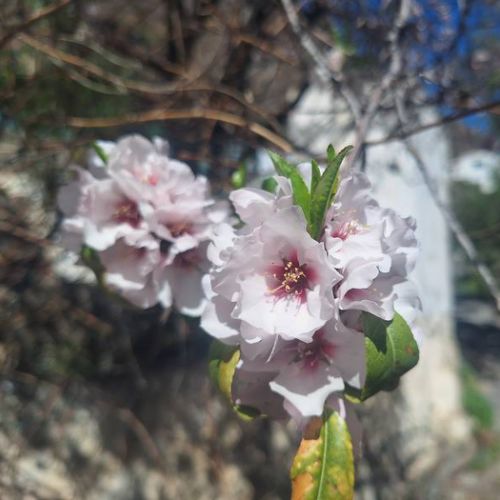 Amandier en fleurs à El Juncal de Tejeda 02