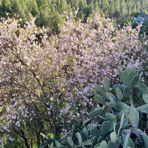 Amandier en fleurs à El Juncal de Tejeda 03