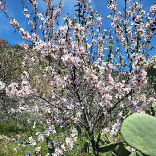 Amandier en fleurs à El Juncal de Tejeda 04