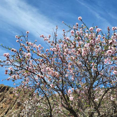 Amandier en fleurs à El Juncal de Tejeda 05