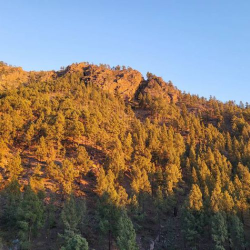 Los Pinares El Juncal de Tejeda Vue sur la forêt de pins depuis la maison