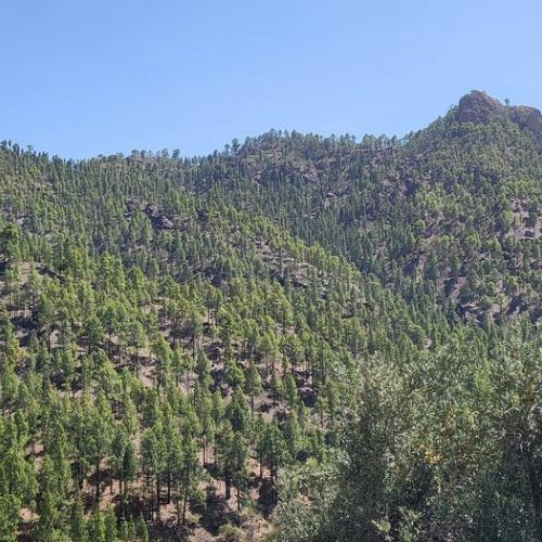 Los Pinares El Juncal de Tejeda Vue depuis la maison sur les pins