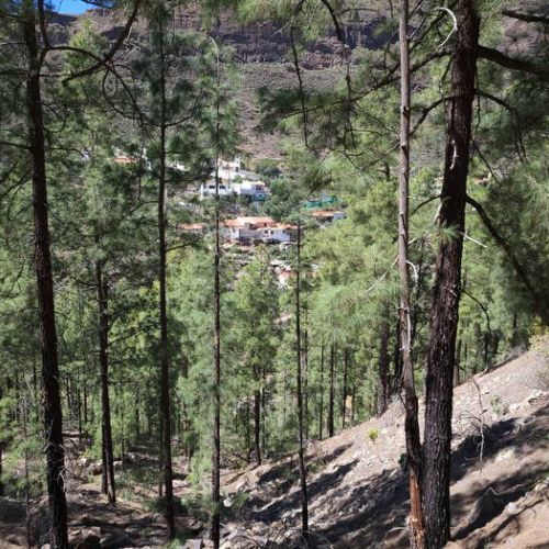 El Juncal de Tejeda vu depuis la forêt